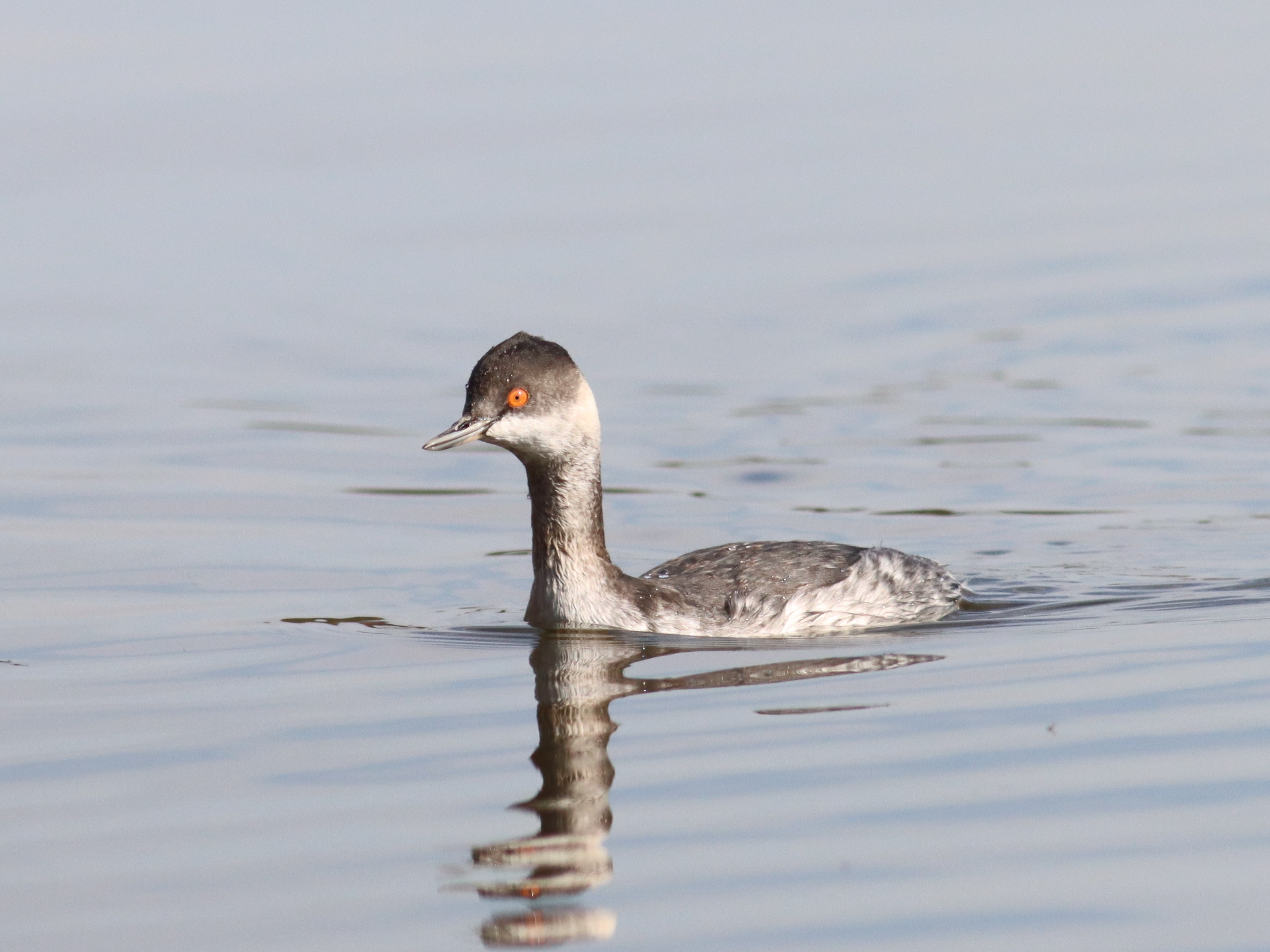 浮かぶハジロカイツブリ2